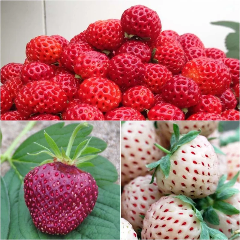 collection de trois fraisiers en pot
