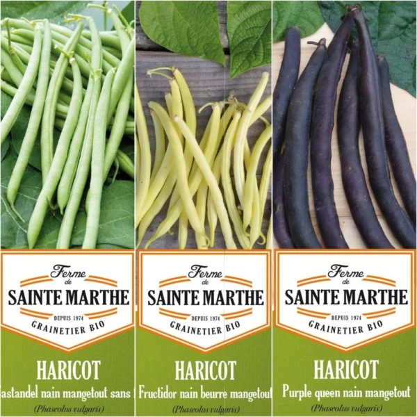 Collection De 3 Haricots Colorés Et Productifs BIO – Ferme De Sainte-Marthe