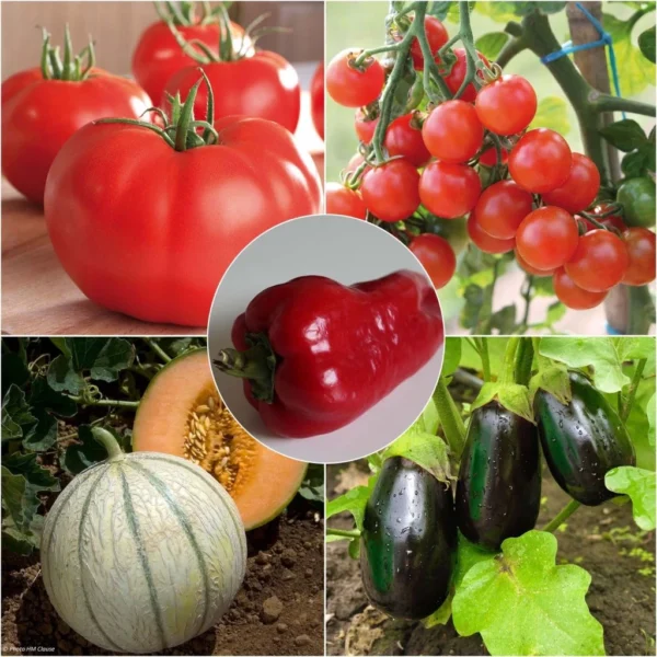 Collection Légumes D’été, 5 Plants Potagers GREFFES