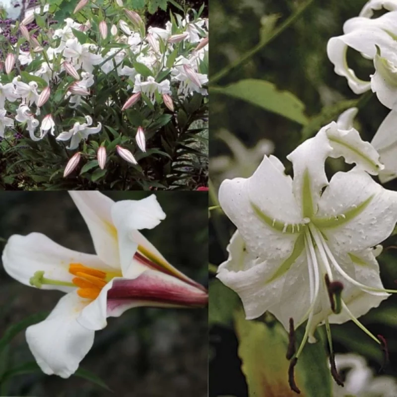 Lis blanc en gros plan pour bouquets classiques