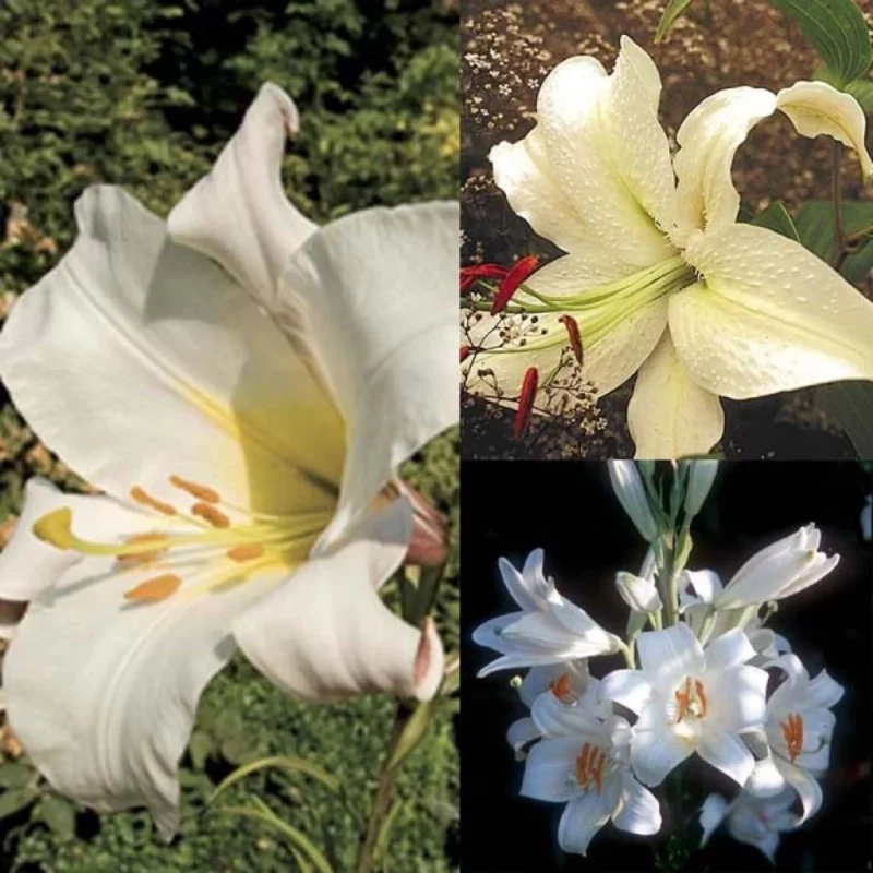 Bouquet de Lis Longiflorum blanc - Collection Lis De La Passion
