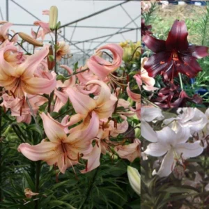Collection Lis Hybrides