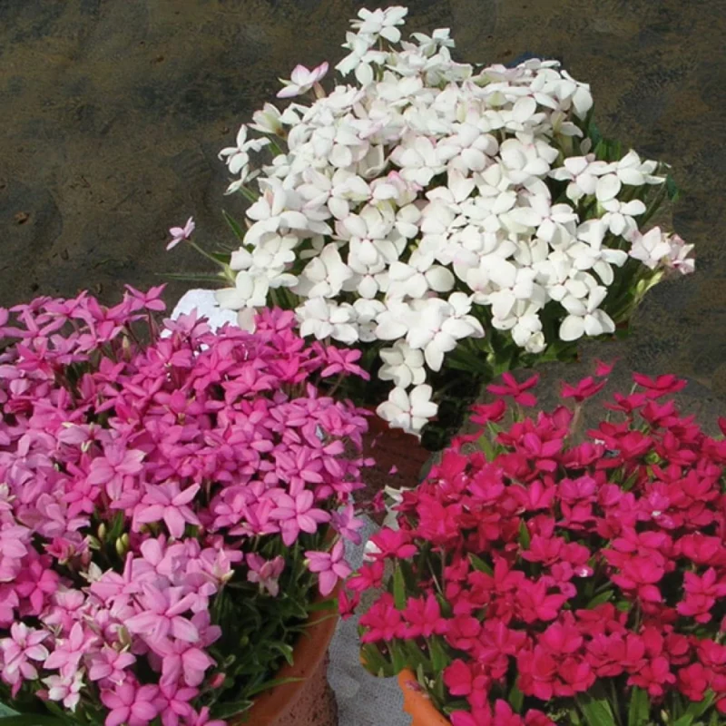Rhodohypoxis fleurs roses en massif