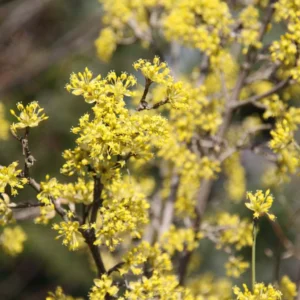 Cornus Mas Jolico – Cornouiller Mâle