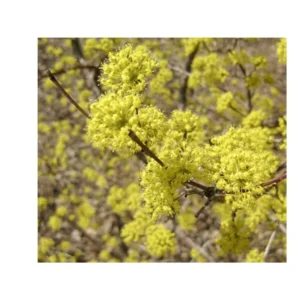 Cornus Mas Kazanlak – Cornouiller Mâle