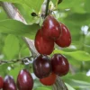 Cornus Mas Schönbrunner Gourmet Dirndl – Cornouiller Mâle