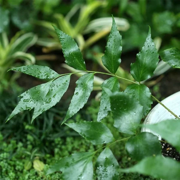Cyrtomium Devexiscapulae – Fougère