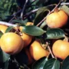 Plaqueminier, Kaki – Diospyros Kaki Tipo
