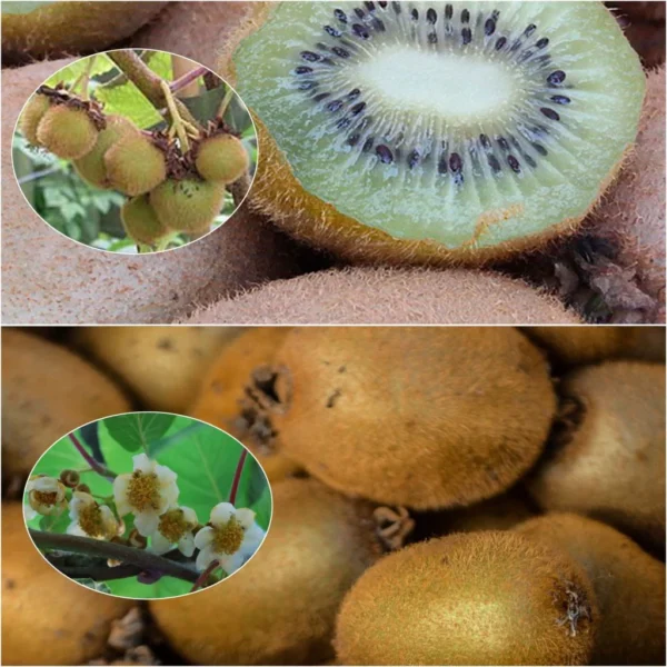 Duo Kiwi ‘Hayward’ Femelle Et ‘Atlas’ Mâle Pollinisateur