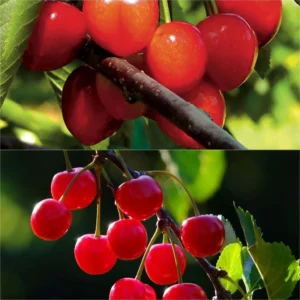 Duo Pollinisateur De Cerisiers Colorés En Racines Nues