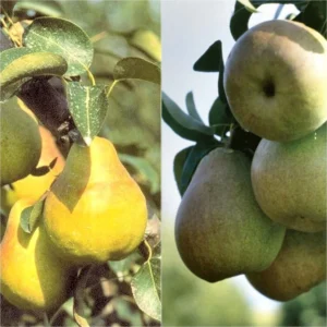 Duo Pollinisateur De Poiriers En Demi Tige
