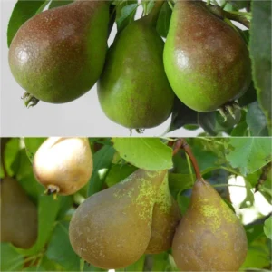 Duo Pollinisateur De Poiriers En Gobelet