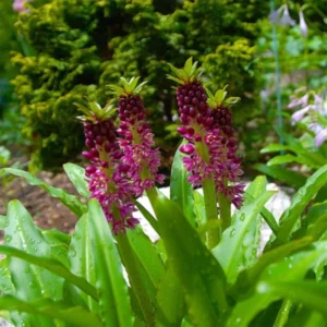 Eucomis Comosa Leia – Eucomide Rose