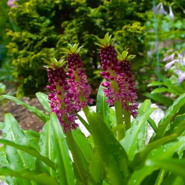 Eucomis Comosa Leia – Eucomide Rose