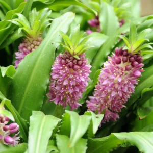 Eucomis Comosa Sparkling Burgundy® – Eucomide Rose à Feuillage Pourpre