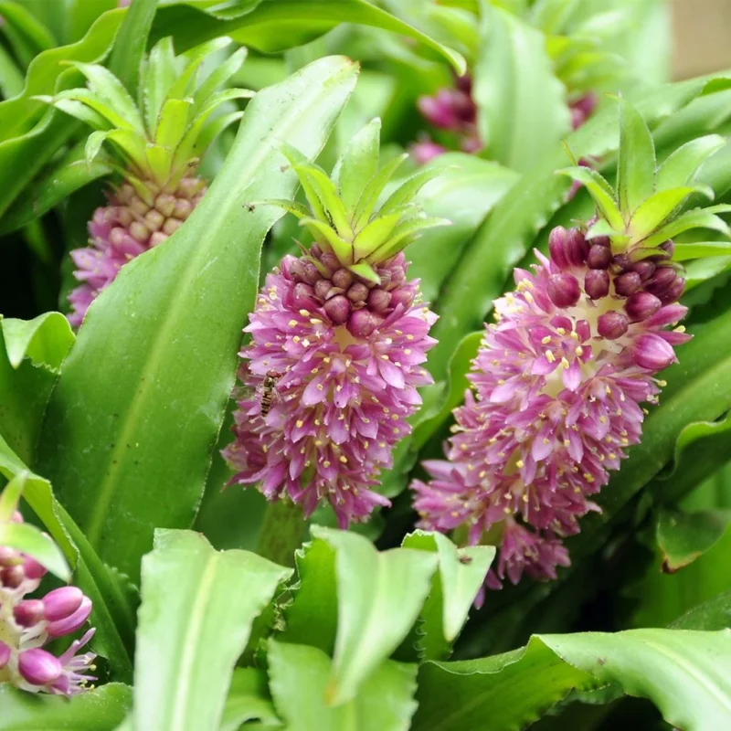 Eucomis Comosa Sparkling Burgundy – eucomide rose feuillage pourpre