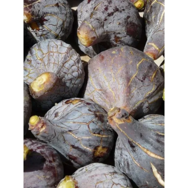 Figuier – Ficus Carica Grise De Tarascon