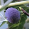 Figuier Ronde De Bordeaux – Ficus Carica