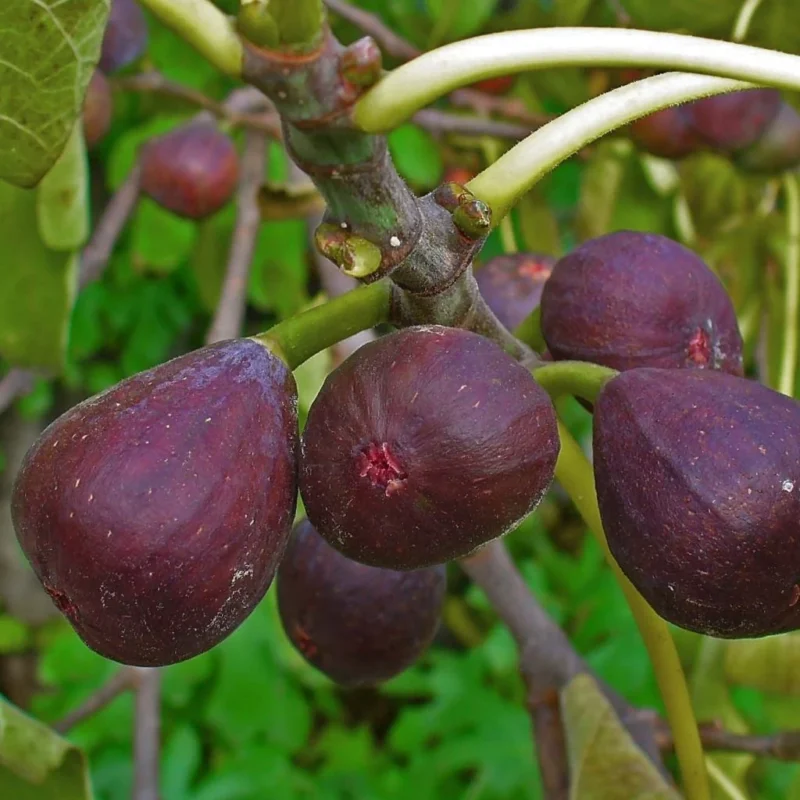 Figuier Ficus Carica Sultane en pleine production
