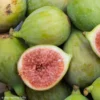Figuier Carica Portogallo – Figuier Long Du Portugal