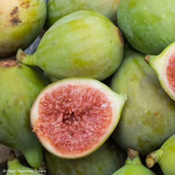 Figuier Carica Portogallo – Figuier Long Du Portugal