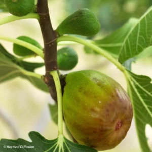 Figuier Goutte D’Or