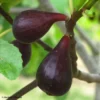Figuier Noire De Caromb