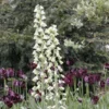 Fritillaria Persica Ivory Bells – Fritillaire De Perse