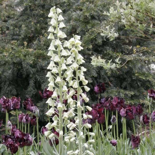 Fritillaria Persica Ivory Bells – Fritillaire De Perse