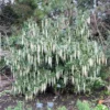 Garrya Elliptica – Garrya à Feuilles Elliptiques