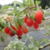 Goji Gojidelys – Lycium Barbarum