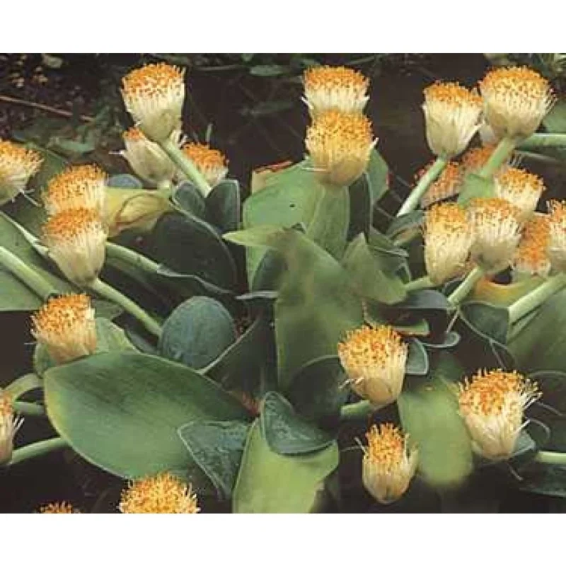Inflorescence rouge-rose de Scadoxus