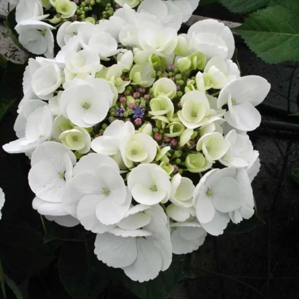 Hortensia – Hydrangea Macrophylla Libelle (Teller White)
