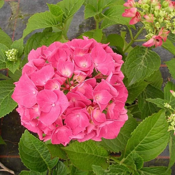 Hortensia – Hydrangea Macrophylla Glowing Amber
