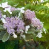 Hortensia – Hydrangea Macrophylla Light’o’Day