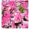 Hortensia – Hydrangea Macrophylla Tinkerbell