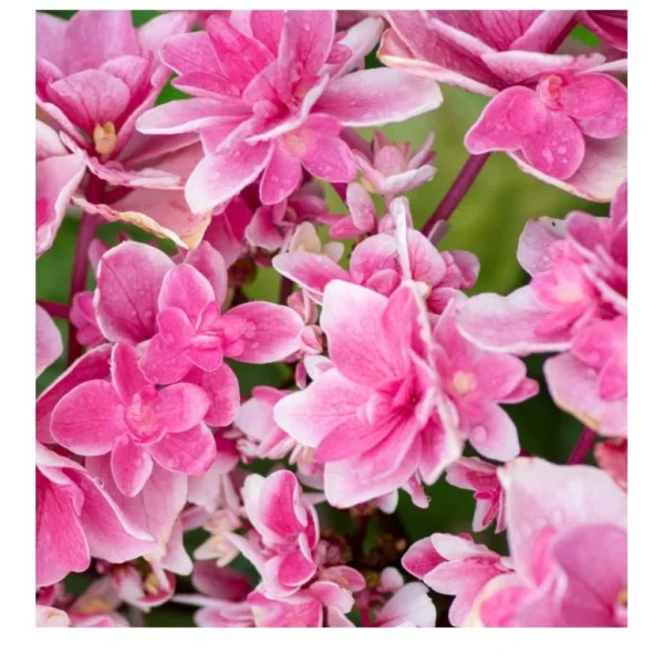 Hortensia – Hydrangea Macrophylla Tinkerbell