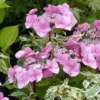 Hortensia – Hydrangea Macrophylla Zorro Rose