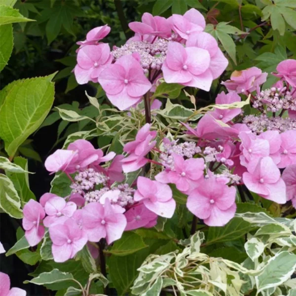 Hortensia – Hydrangea Macrophylla Zorro Rose