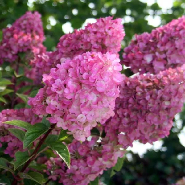 Hydrangea Paniculata Sundae Fraise – Hortensia Paniculé Rose