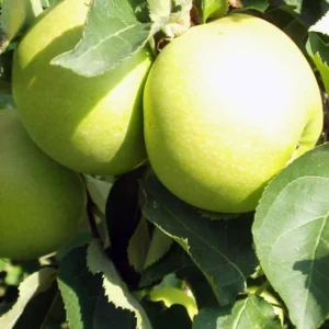 Pommier Golden Delicious – Palmette Simple U