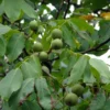 Noyer Commun – Juglans Regia Fernor