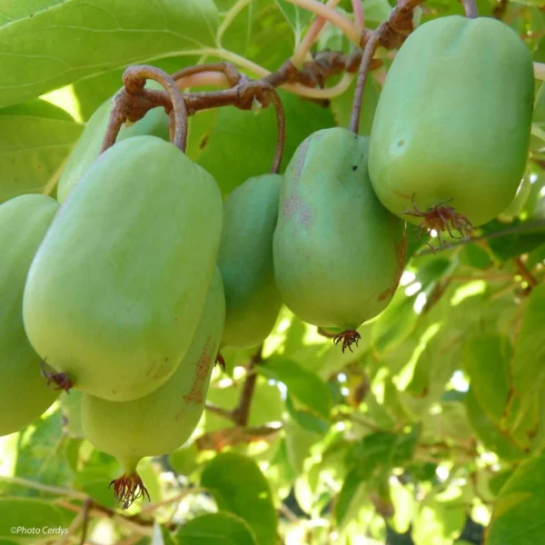Kiwaï Ambrosia Femelle (Actinidia Arguta)