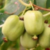 Kiwi Arguta Kokuwa – Kiwaï