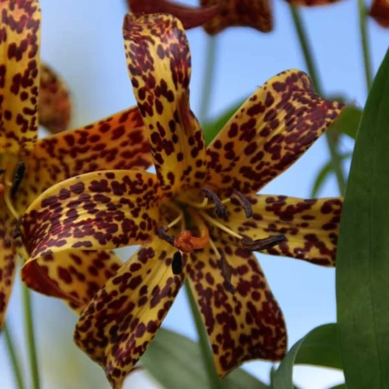 Fleurs jaunes de Lilium canadense dans un massif naturel