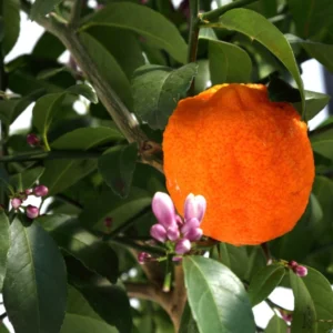 Citron Vert Red Lime – Citrus Aurantifolia