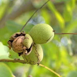 Noyer Commun Weinsberg 1 – Juglans Regia