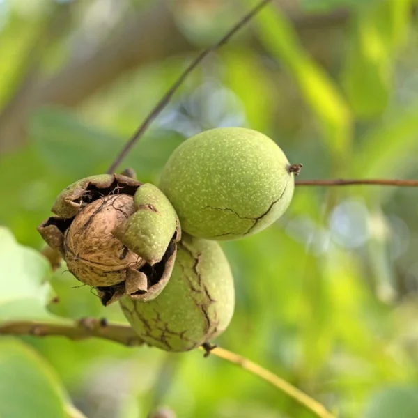 Noyer Commun Weinsberg 1 – Juglans Regia