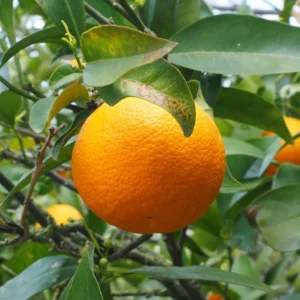 Oranger – Citrus Sinensis – Agrumes