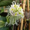 Fruit De La Passion (Grenadille) – Passiflora Edulis